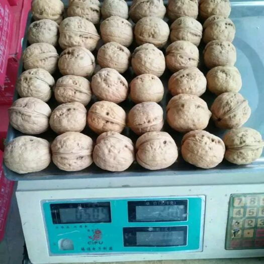 中牟县 疆薄皮幸福核桃，个大仁饱，一手货源，大量现货