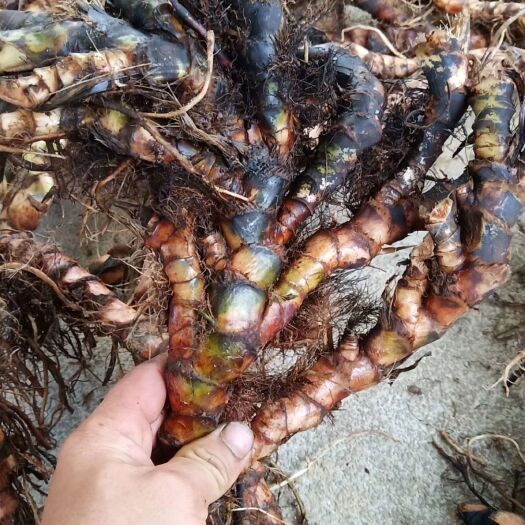 河池石菖蒲  广西精品老货 一次交易终生朋友