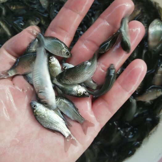 佛山 鲫鱼苗  东北鲫  湘云鲫……