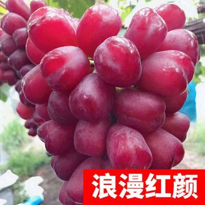 平邑县 浪漫红颜葡萄苗 现挖现发货包邮  量大优惠