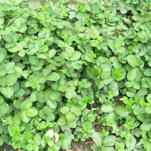 沭阳县红颜草莓苗 10~20公分 地栽苗