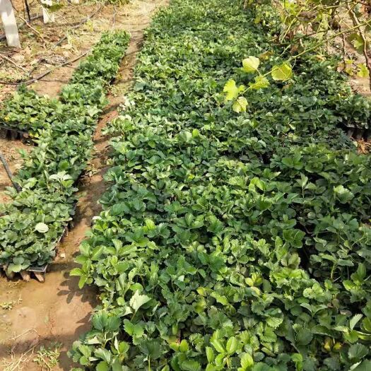 济南牛奶草莓苗 10~20公分 地栽苗