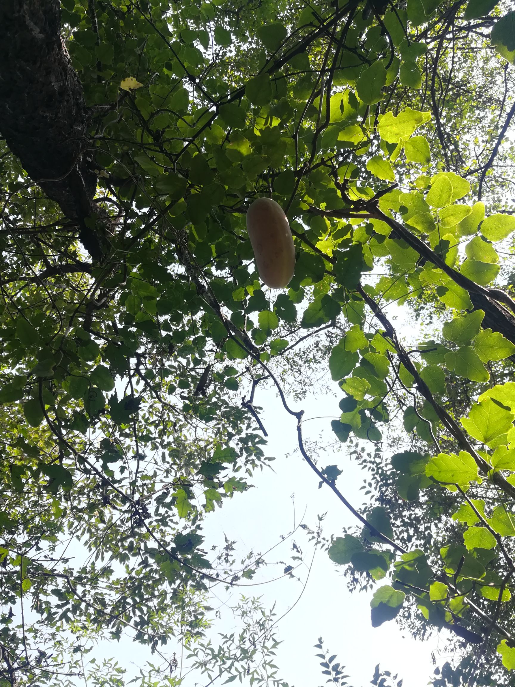  野生八月瓜，天然