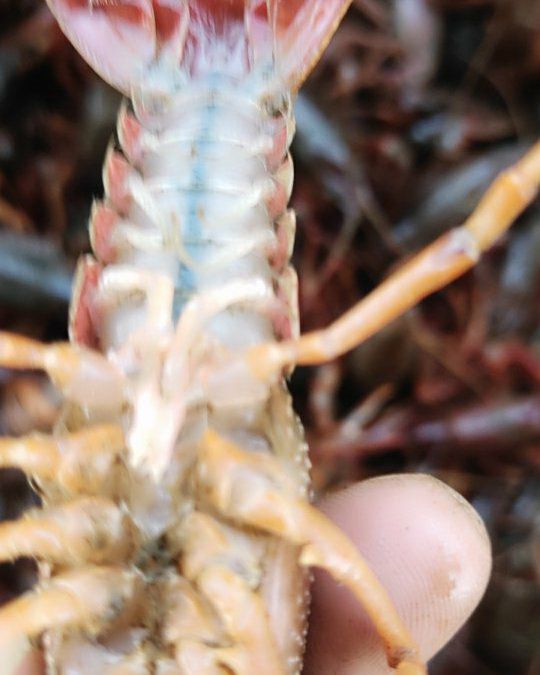 红壳小龙虾 4-6钱 人工养殖