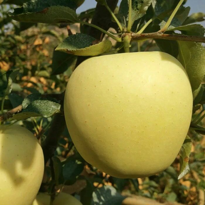  绥中黄元帅苹果代收，75起步，杨氏果业