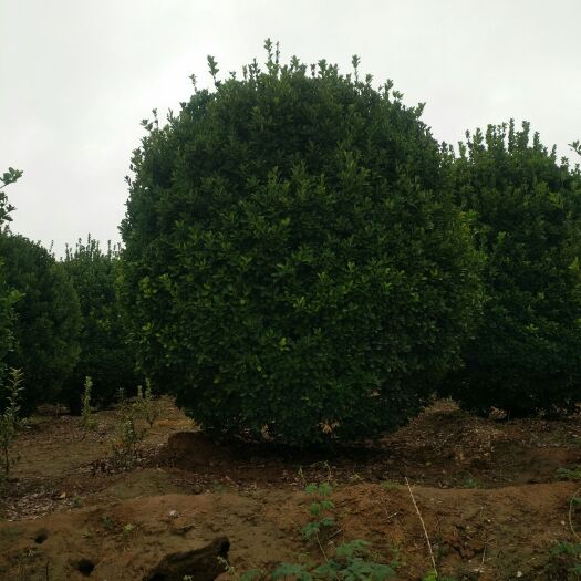 洛阳 黄杨球