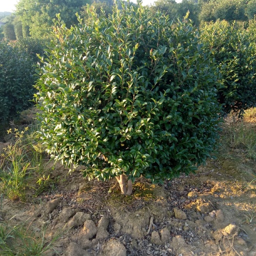 长沙 茶梅