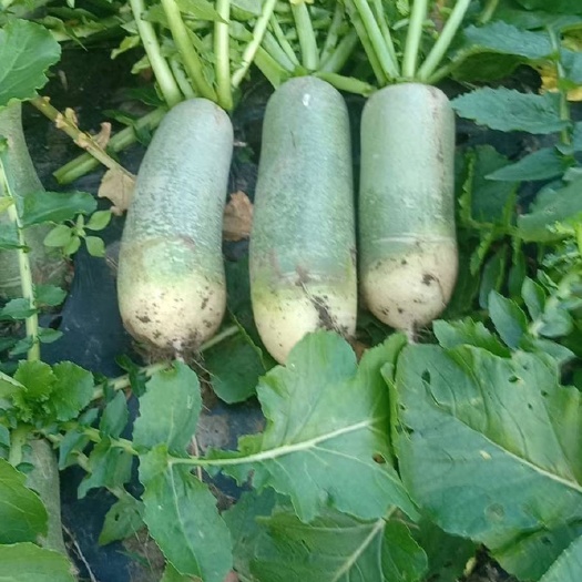 齐齐哈尔青萝卜  萝卜大量上市，价格便宜，货源充足，现起现卖，欢迎惠顾。