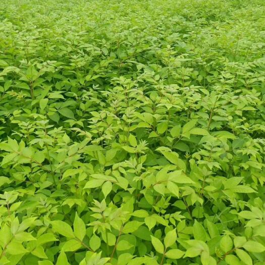 瑞昌市 吴茱萸苗 江西正宗中花，扦插苗，根生苗主动找我免费给送十棵