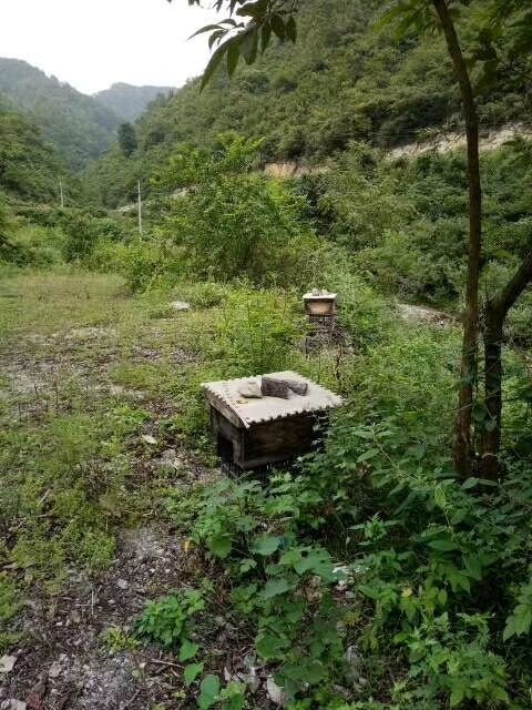 遵义 贵州遵义播州中蜂蜂群蜂种出售