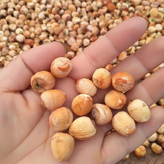 建瓯市 带膜有芯莲子干