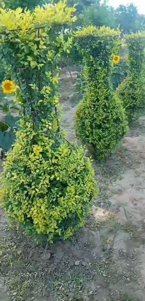 早红丹桂 丹桂花瓶，愈合花瓶，编制技术，桂花花瓶骨架
