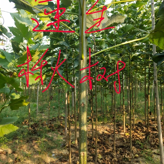 莘县 速生楸树苗预定中，西红柿苗，黄瓜苗，辣椒苗预定中