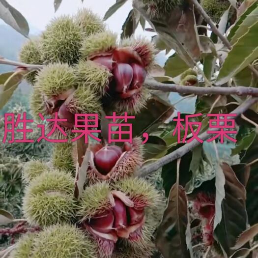 灵山县大红袍板栗苗 大红袍板栗。双季323板栗。
