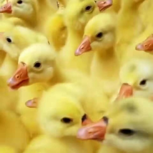 灌云县 鹅鹅鹅，杂交鹅，三花鹅，狮头鹅等