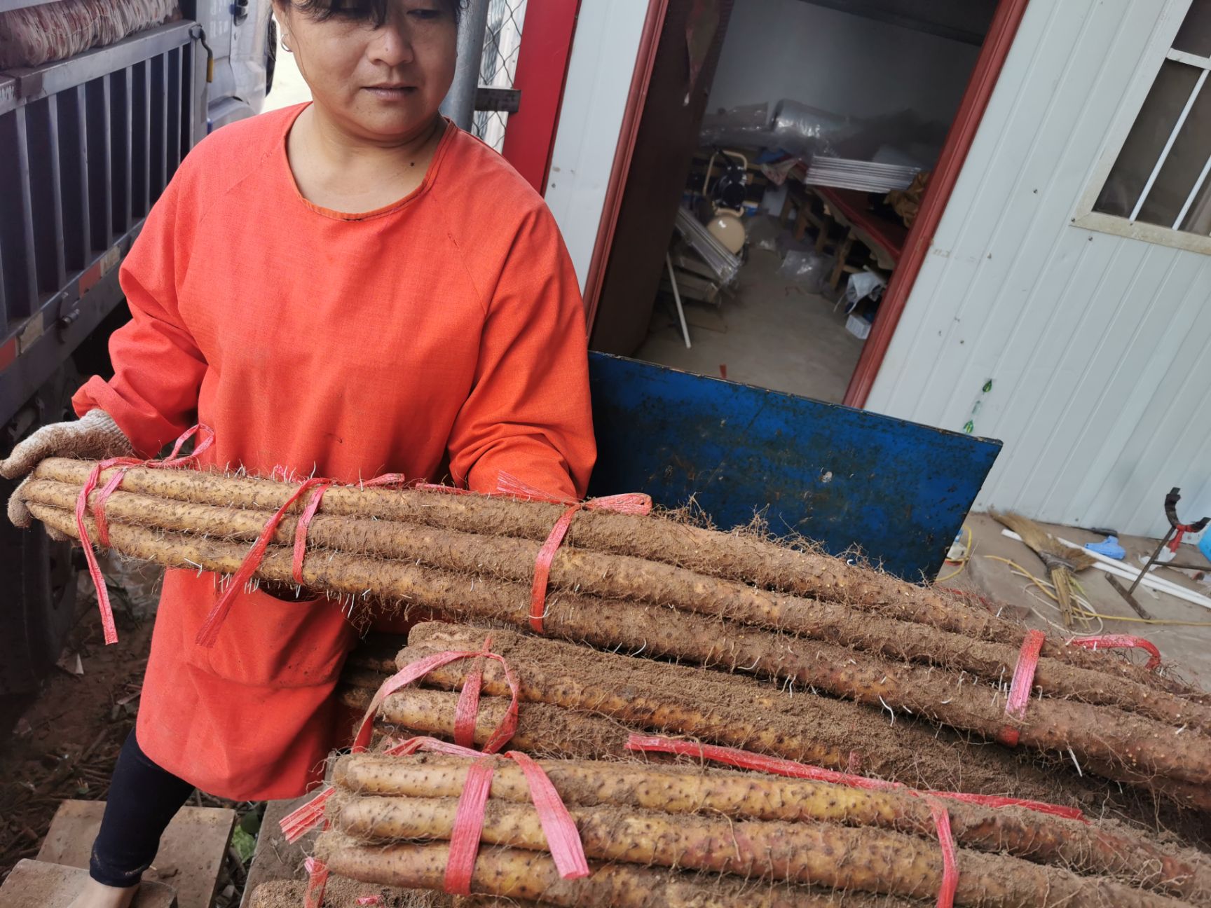  邯郸临漳精品铁棍山药甜糯香粗长颜色好上市了