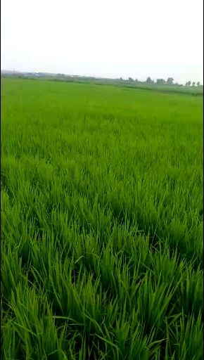 五常大米 五常市秋阳家庭农场