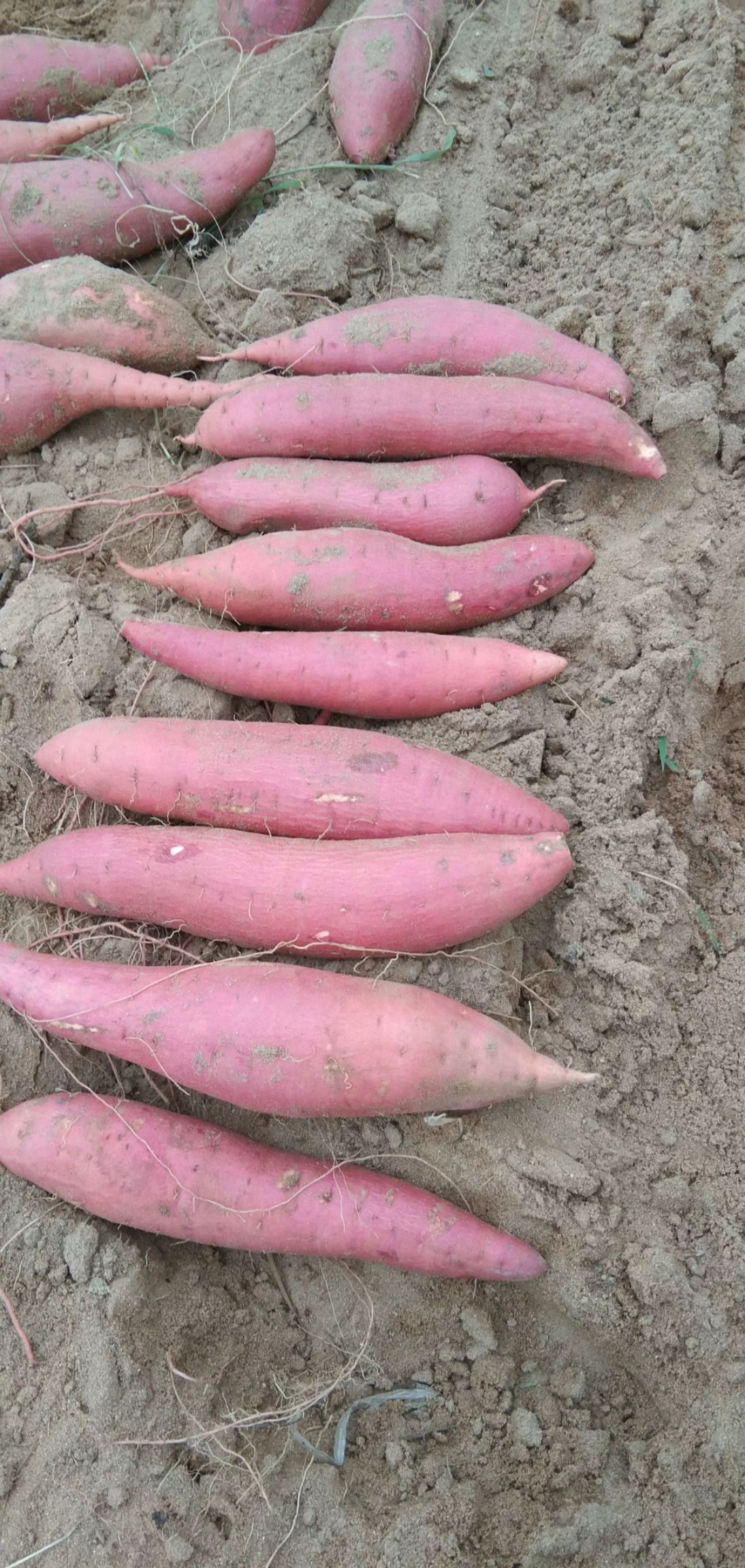 西瓜红红薯，纯沙地红薯，口感糯甜，商超市场档口大量