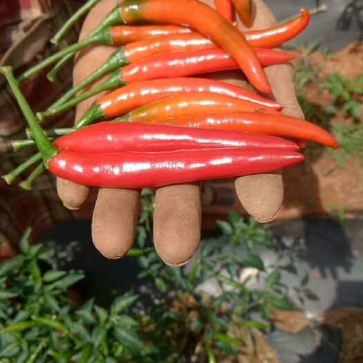 陆良县朝天椒 5~10cm 中辣 红色