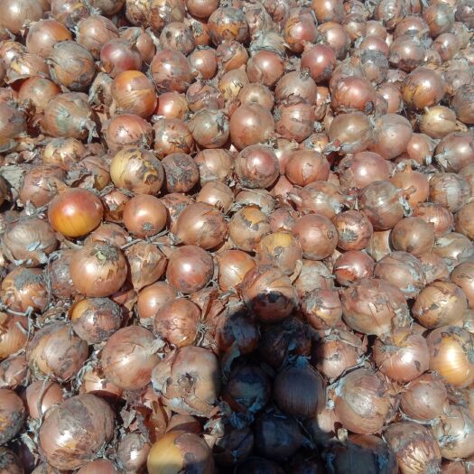 齐齐哈尔毛葱 黑龙江圆葱大量上市中质量好，无烂心