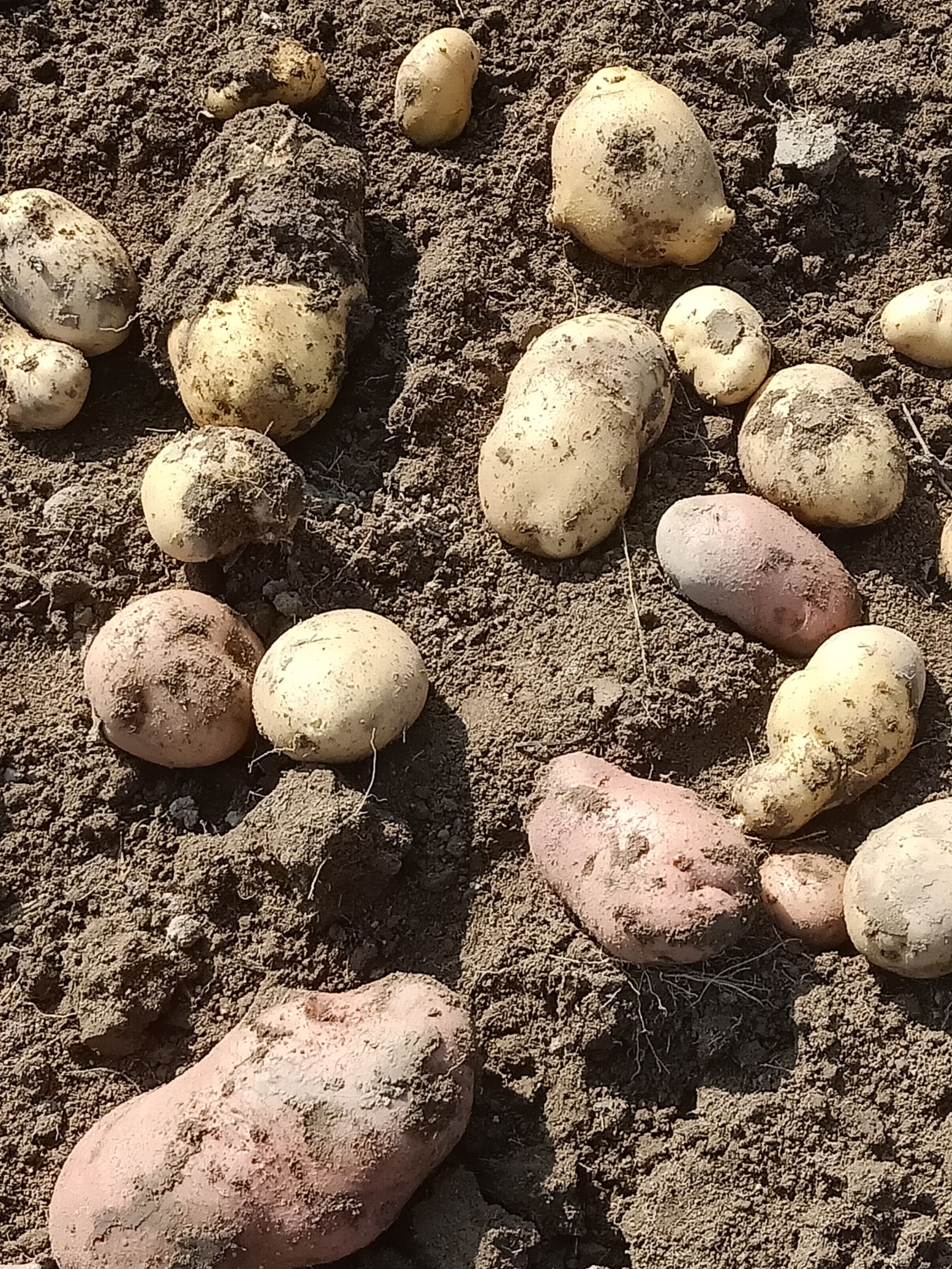  新鲜未出土的马铃薯土豆大量供应