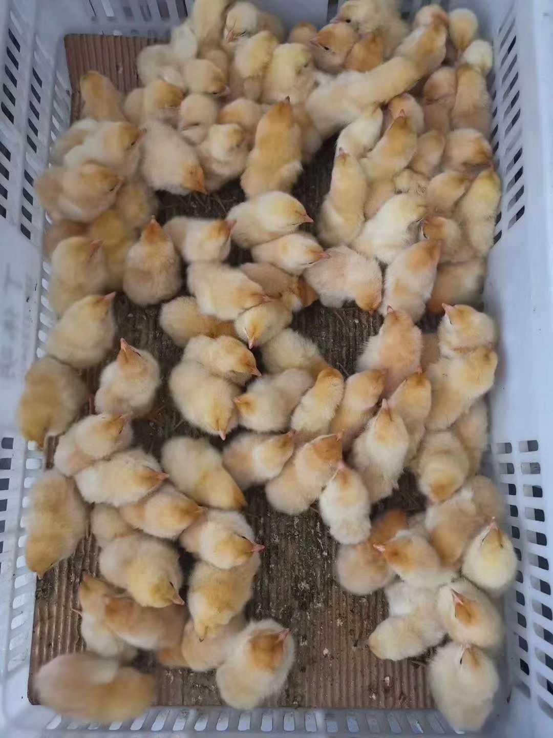 黑鸡苗 三黄土鸡  青脚土鸡  窑鸡   文昌鸡  麻黄   清远麻