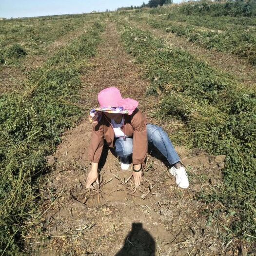 瓜州县甘肃2年或3年的甘草
您自己来看货，