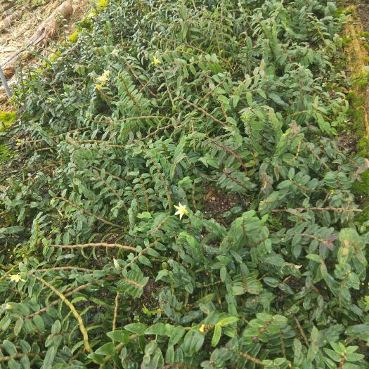 芒市 铁皮石斛鲜条