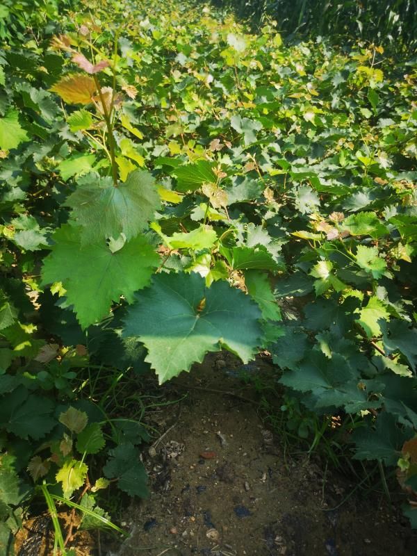 巨峰葡萄苗  促销精品青提金手指玫瑰香葡萄苗推荐3年苗基地直发买十棵送1