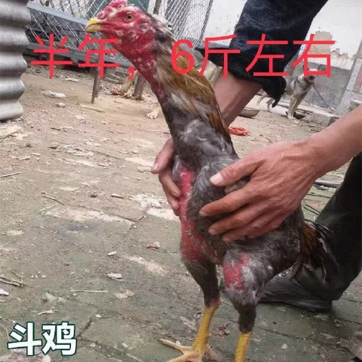 南宁 正宗斗鸡苗,批发鸡苗鸭苗鹅苗珍禽苗,包打疫苗,包运输成活