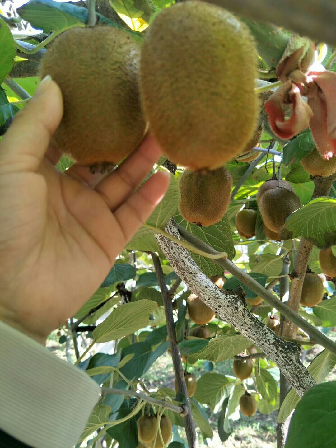  眉县精品猕猴桃