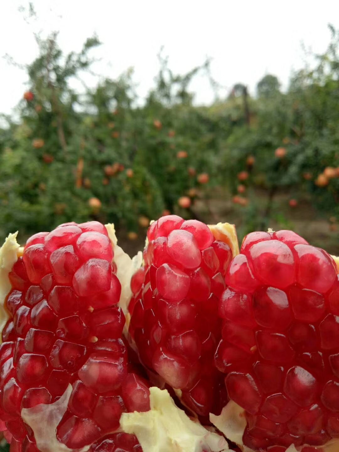  河阴突尼斯石榴自己产