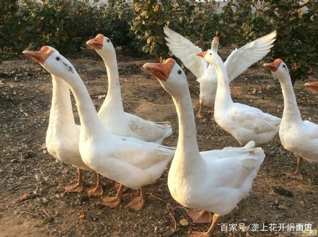 务川县 贵州大白鹅