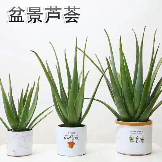郑州 自家的大芦荟大基地