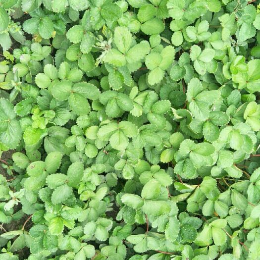 沭阳县甜查理草莓苗 10~20公分 地栽苗