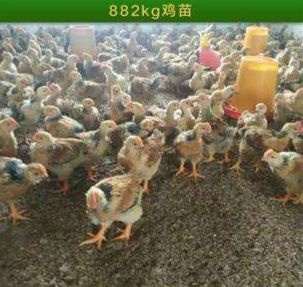 南宁K9麻黄鸡苗 K9肉鸡脱温苗，快大黄鸡良凤鸡