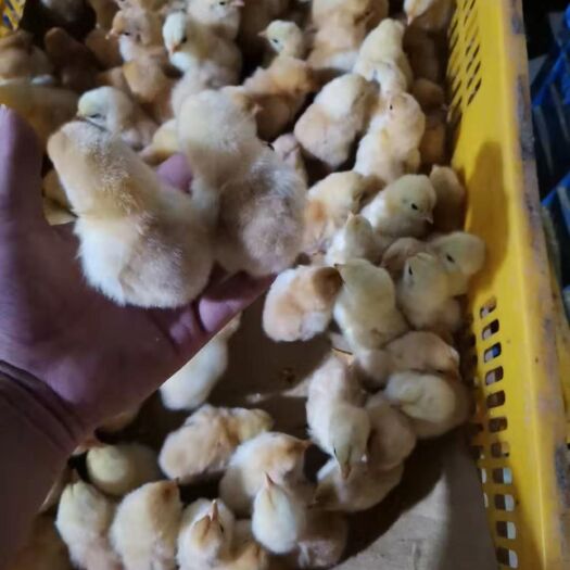 南宁三黄鸡苗 公