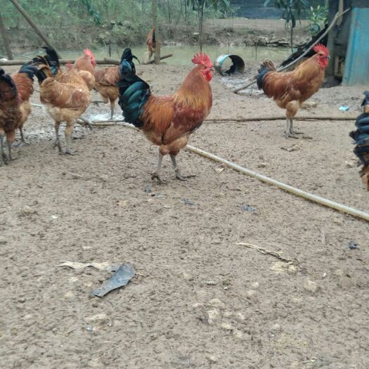 贞丰县 正宗散养土鸡