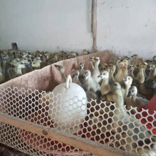 宁乡市 季节性供应鸭苗鹅苗～价格只是随意填写的具体请详细咨询。