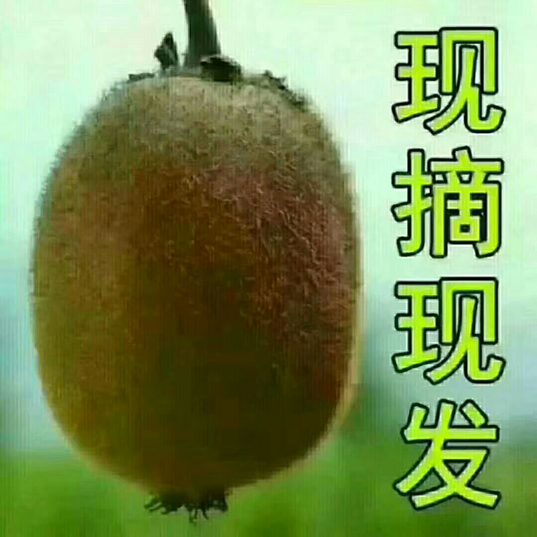  陕西眉县精品猕猴桃