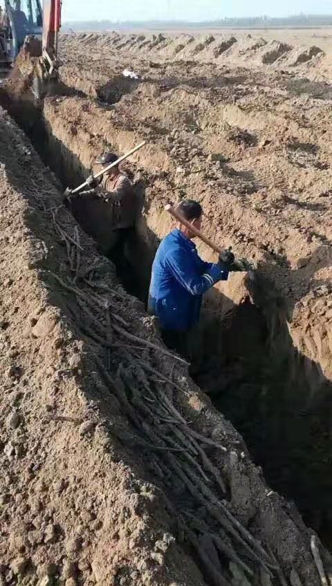 安平县 新鲜的小白嘴白山药开始出土了