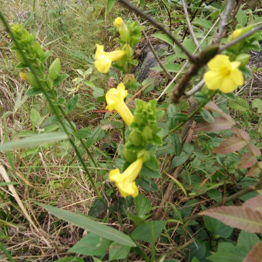 兴义市红根野蚕豆种子 纯野生红根野蚕豆    高山悬崖的货源。