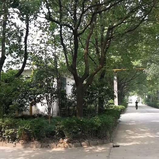 绍兴全冠香樟