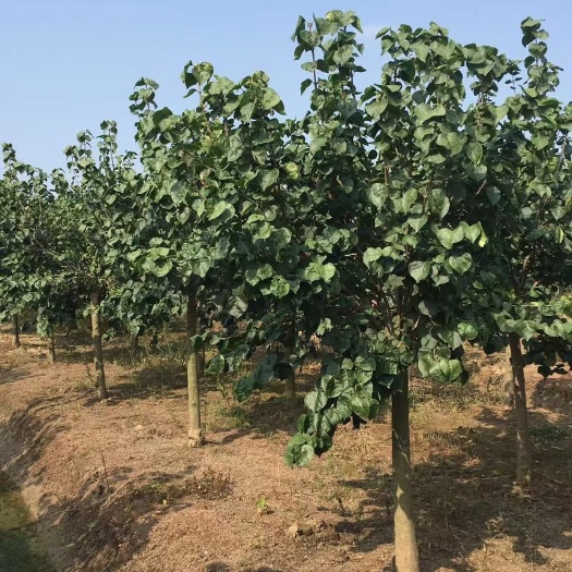 沭阳县 丁香8-9公分