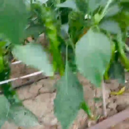 大荔县 各种辣椒上市