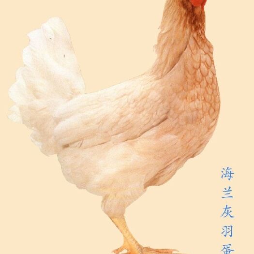 南宁 海兰灰多蛋鸡苗,批发鸡苗鸭苗鹅苗珍禽苗,包打疫苗包运输成活