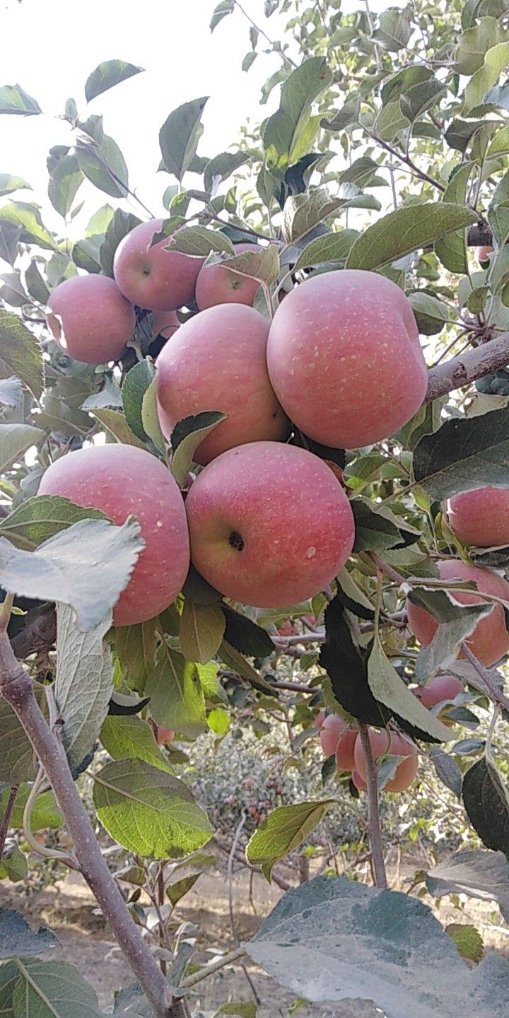 冰糖心苹果 80mm以上 全红 光果