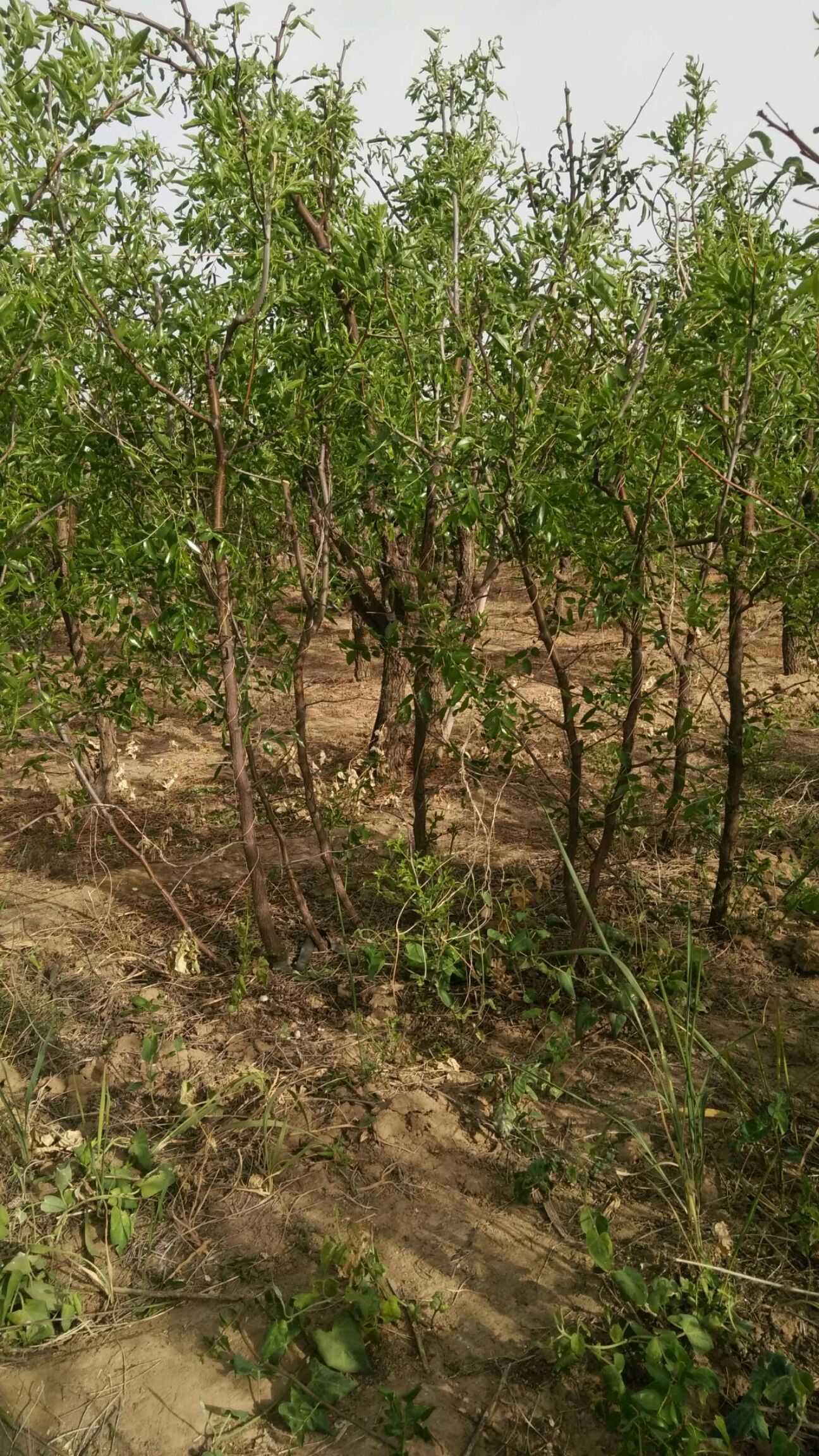 冬枣树苗