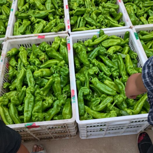 上蔡县鲜泡椒   辣椒   线椒  大量上市