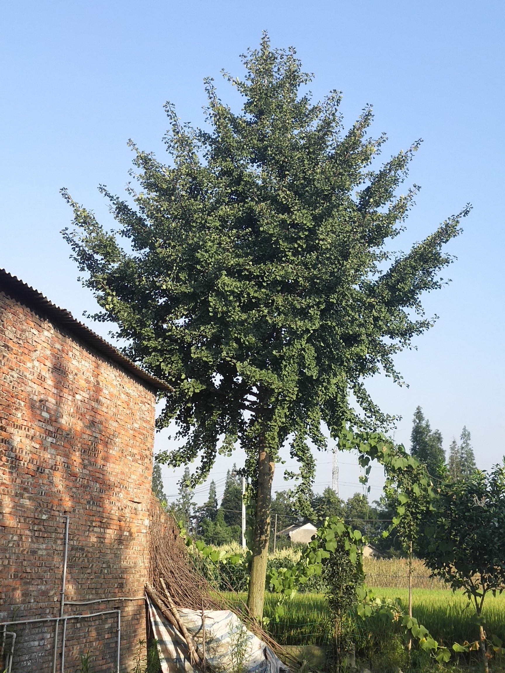  银杏树二十公分以上